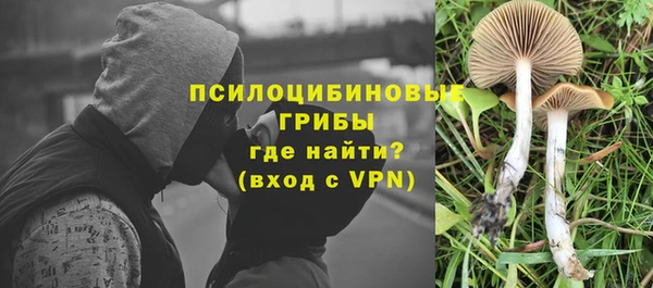 гидра Инта
